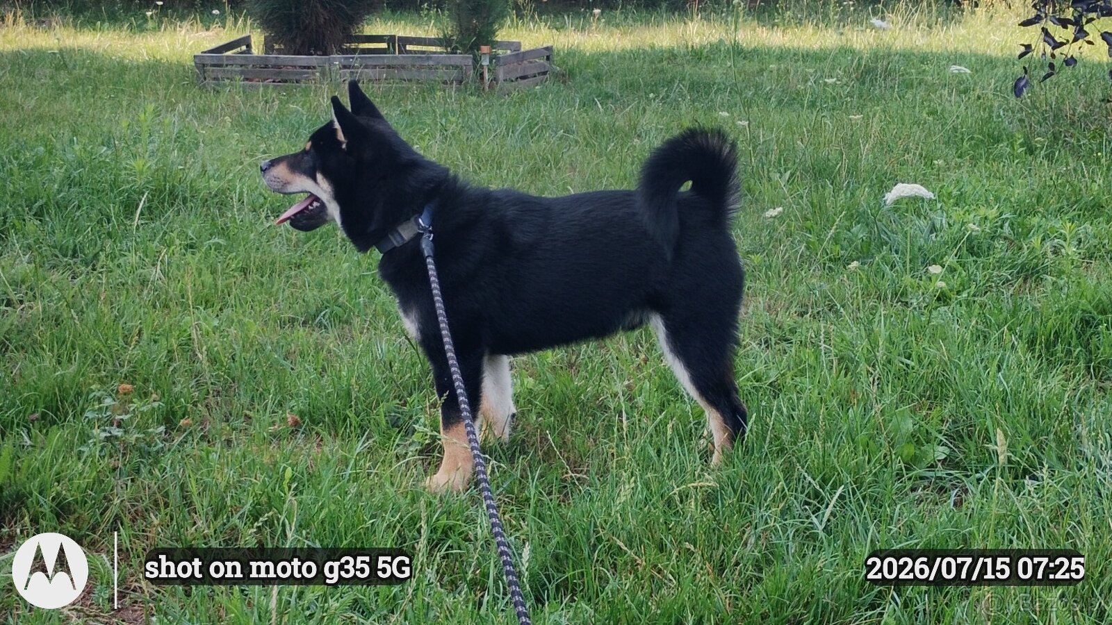 SHIBA INU czteromiesięczny szczeniaczek - 10