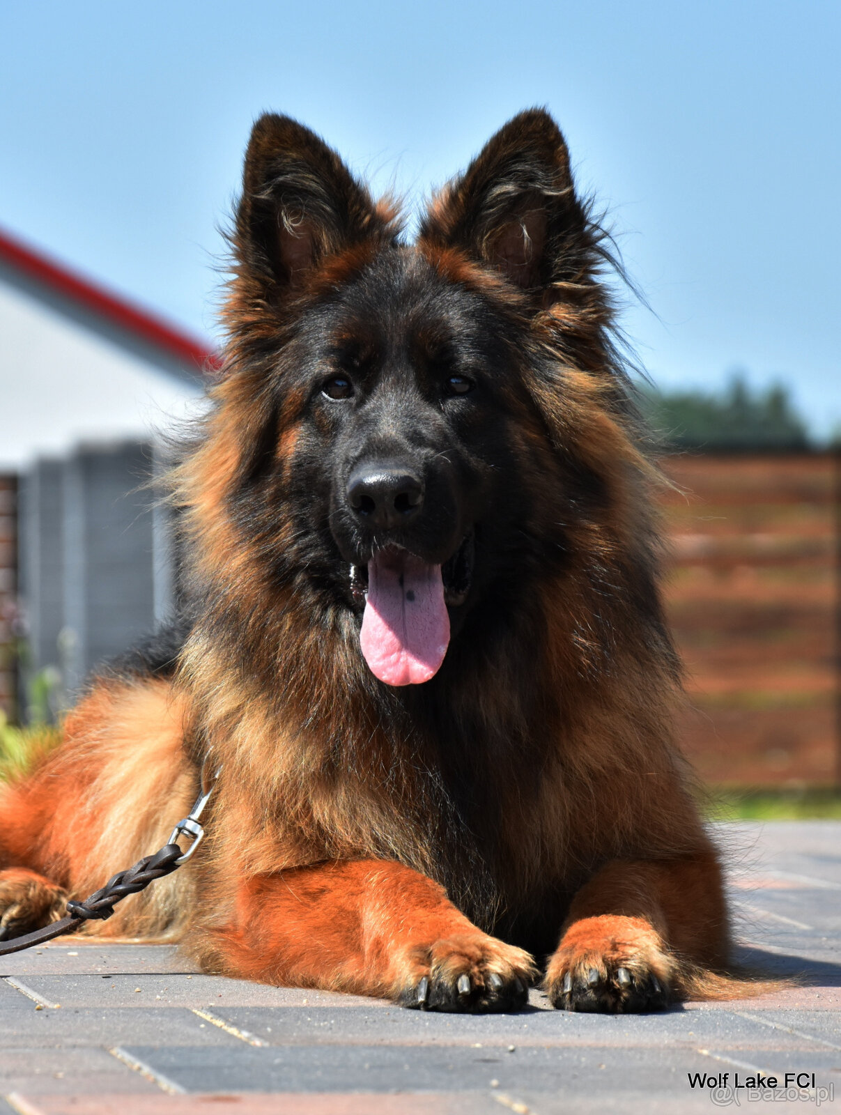 Owczarek niemiecki długowłosy ZKwP FCI - 10