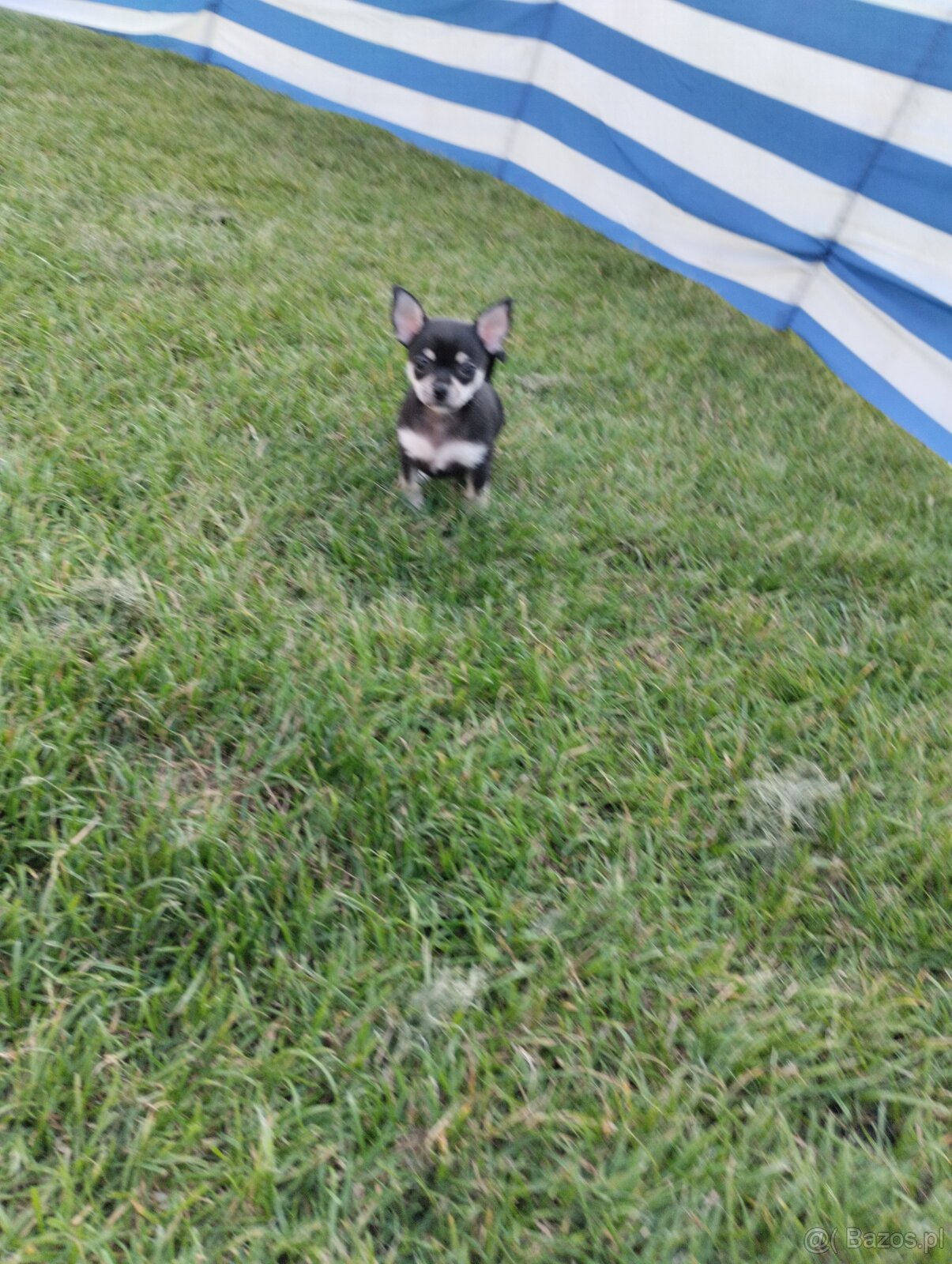 Chihuahua krótkowłosa - 10