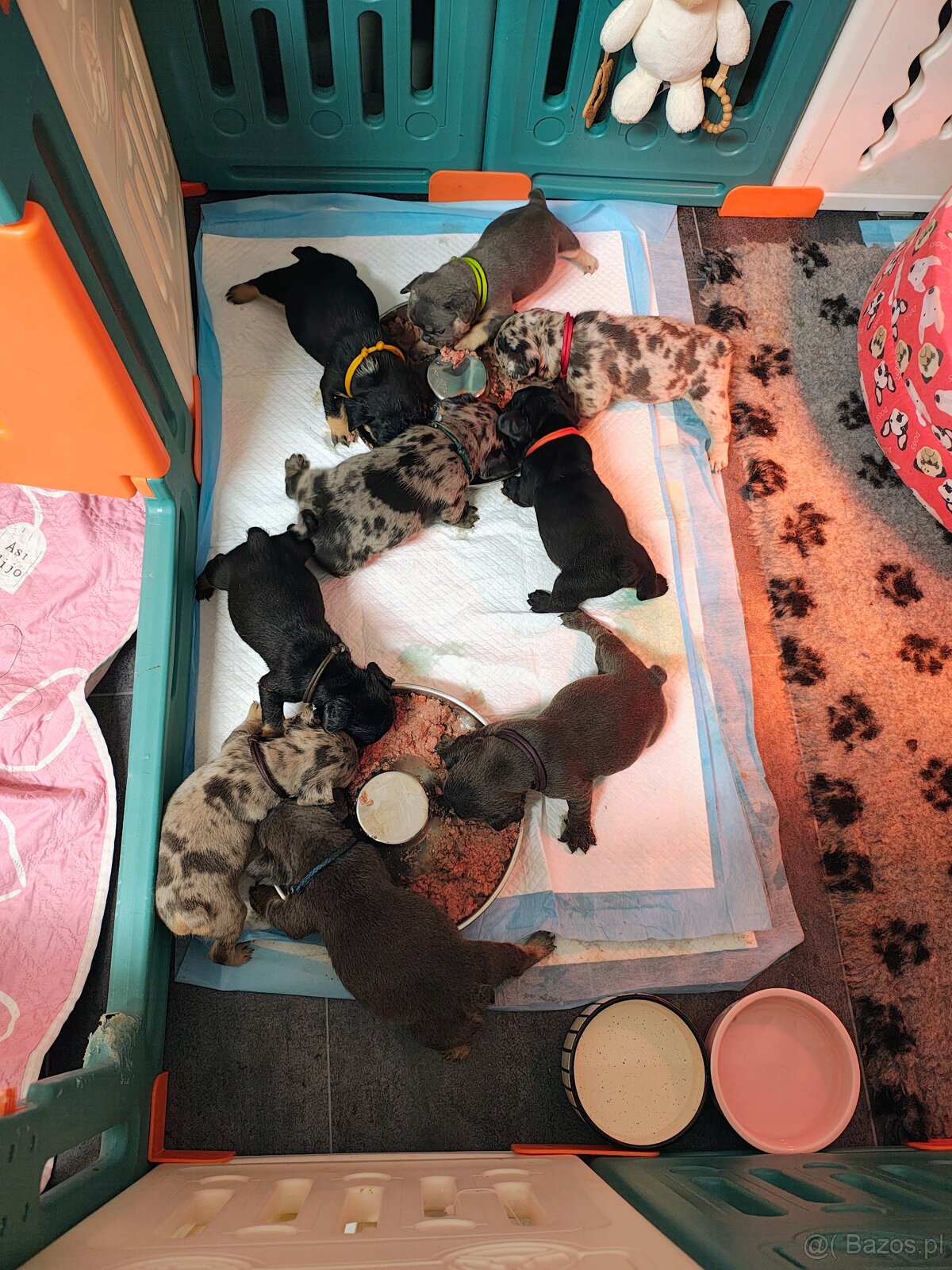 Buldogi francuskie - 10