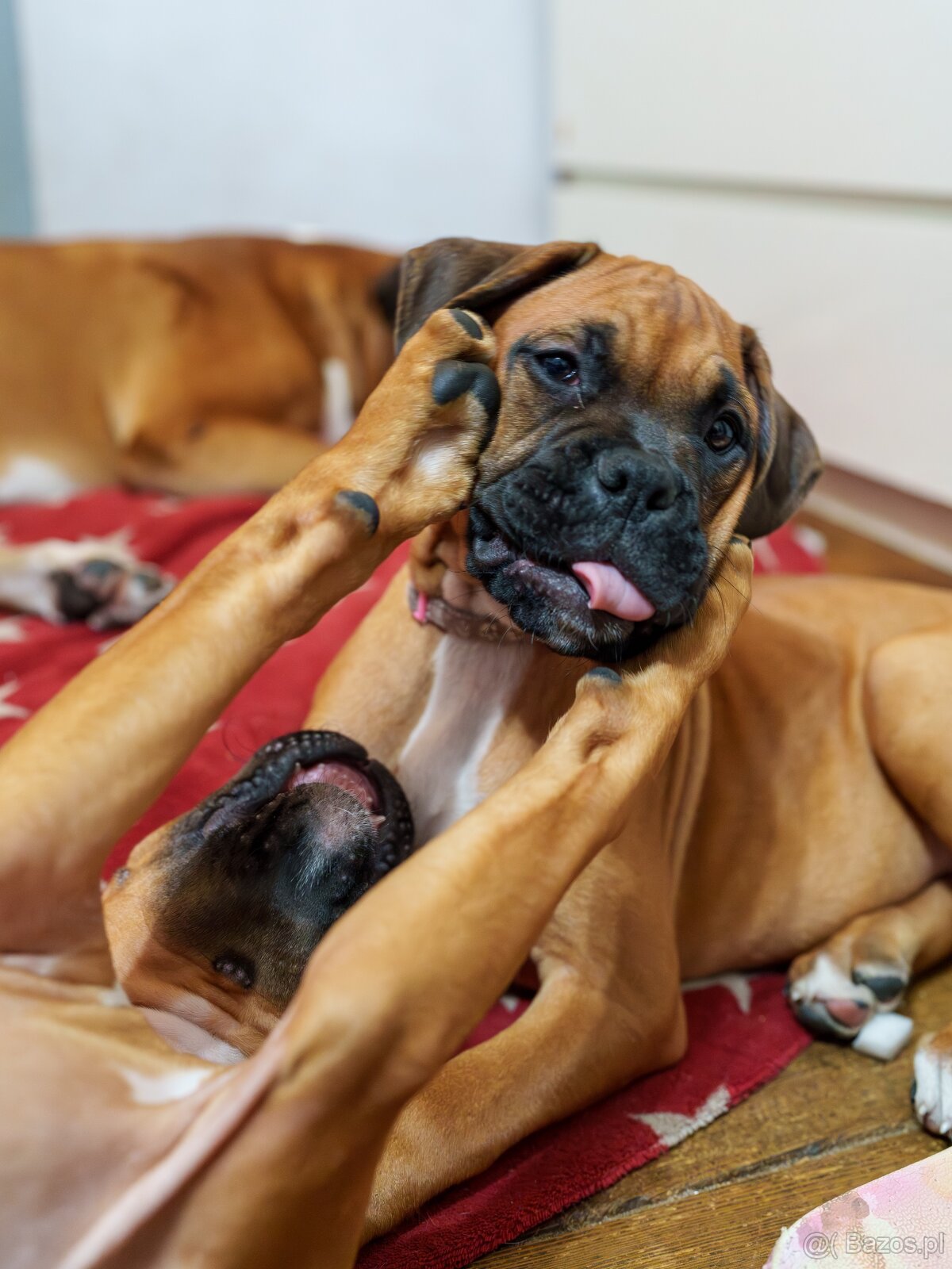Bokser szczeniaki - 10