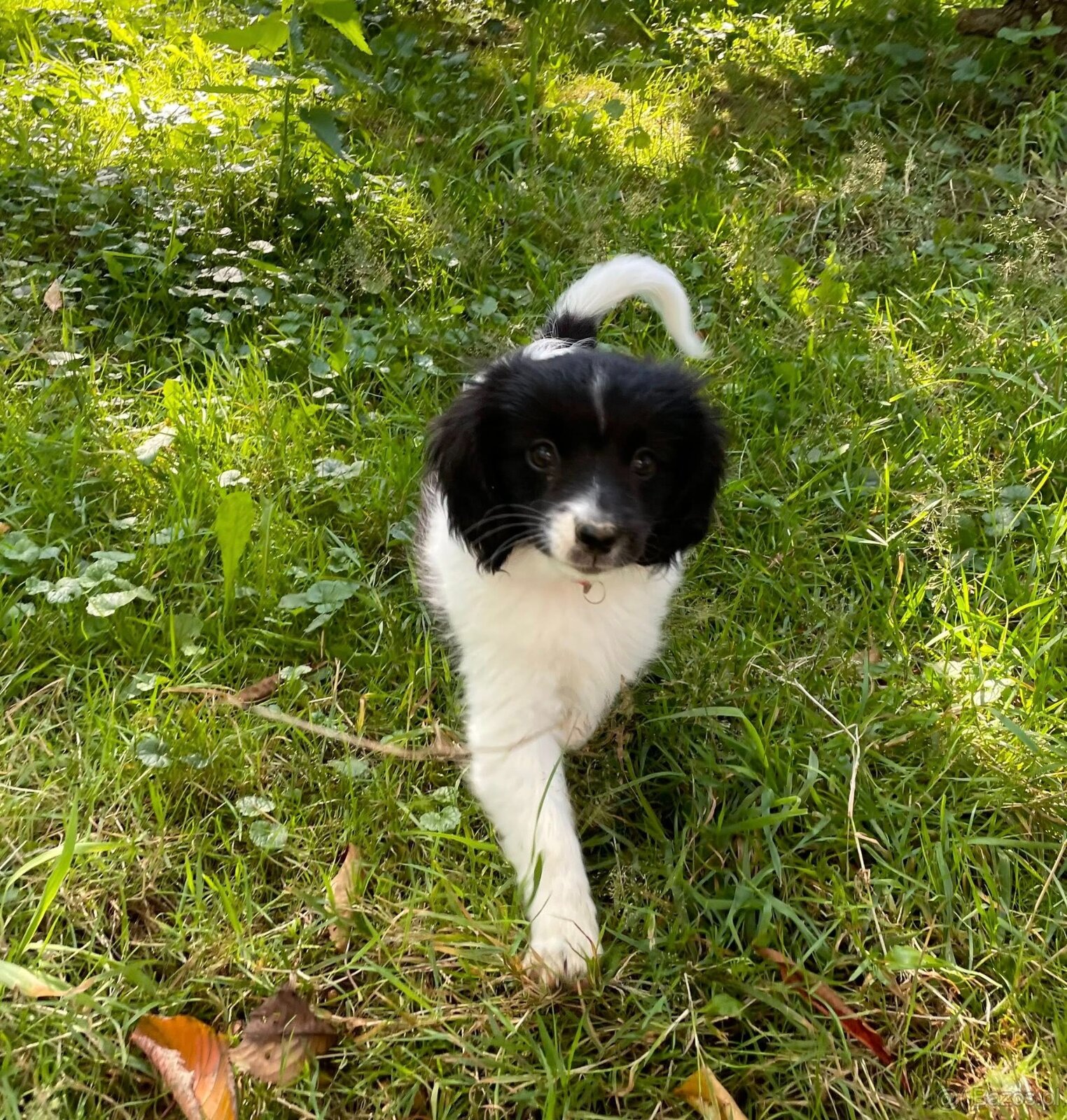 spaniel kontynentalny miniaturowy phalene (nie papillon) - 10