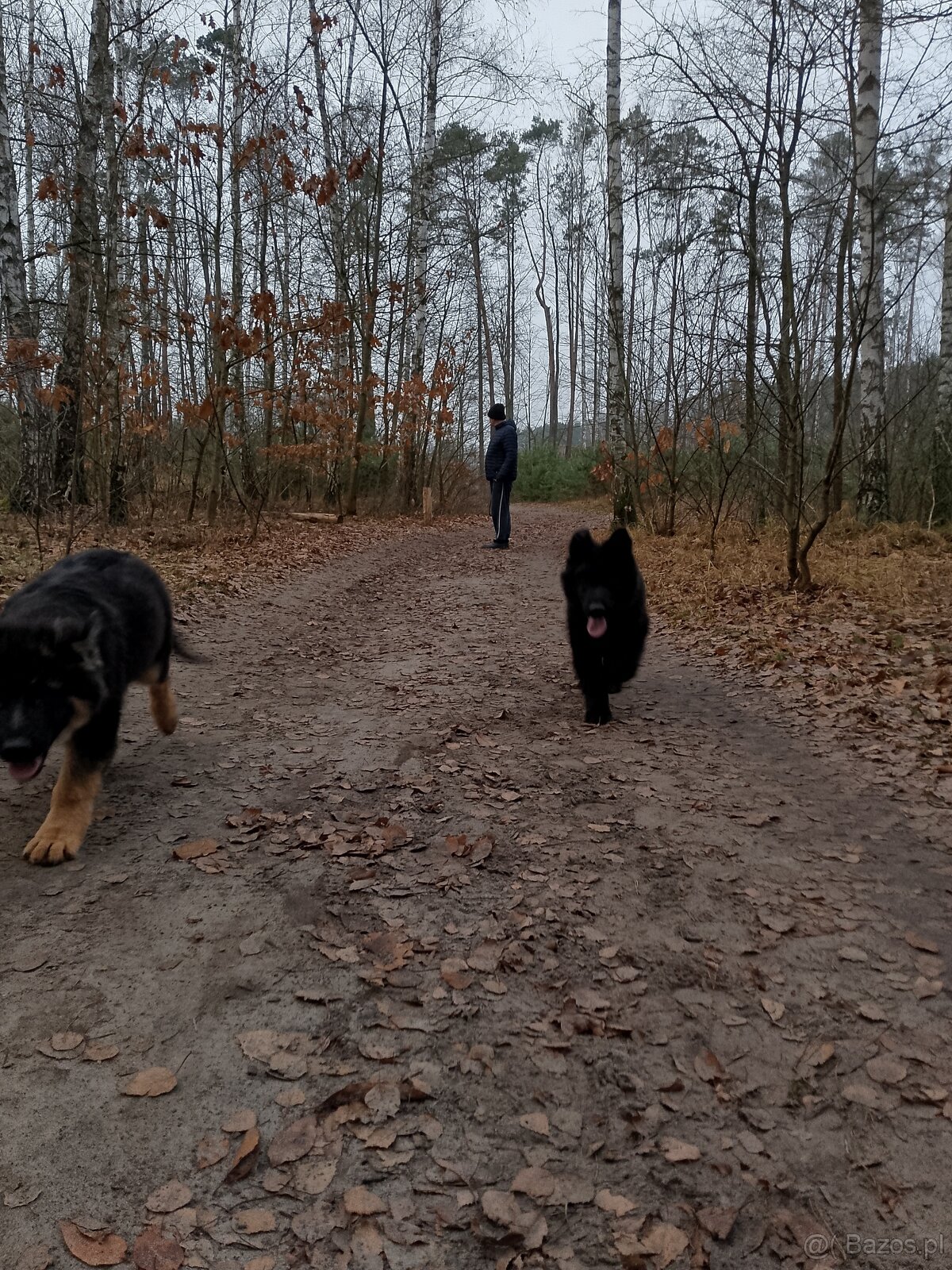 Owczarek niemiecki długowłosy - 10