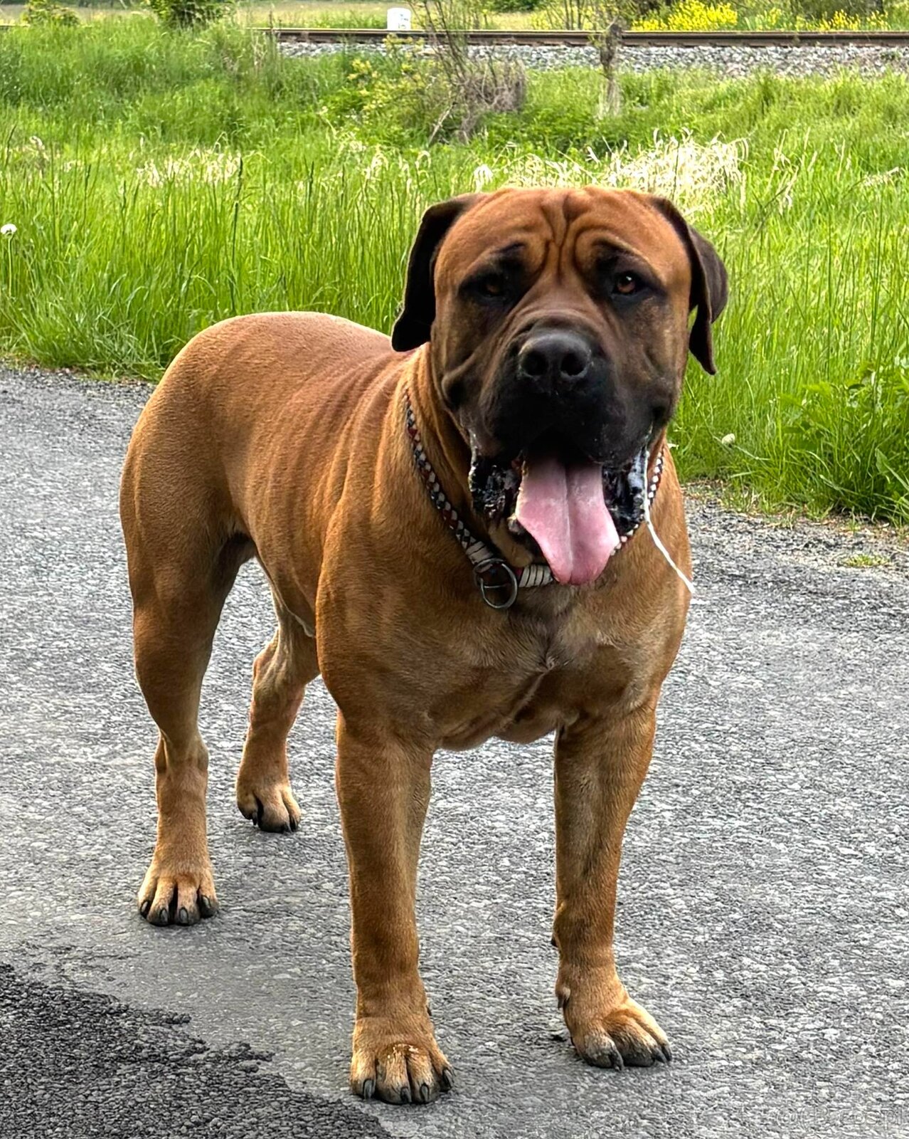 Boerboel - Szczeniak s rodowod FCI - 10