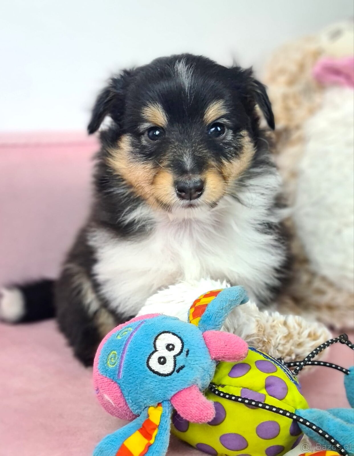 Owczarek szetlandzki sheltie - 10