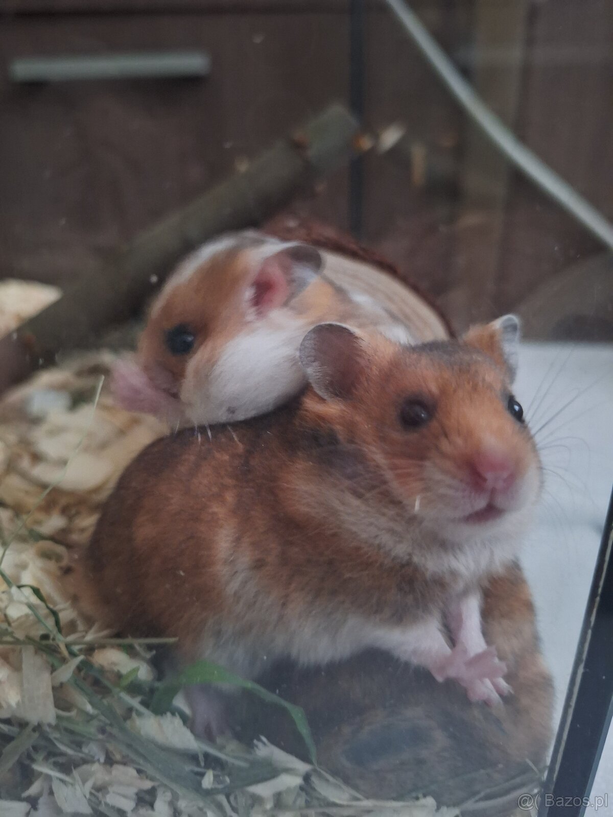 Chomiki Syryjskie 4 tygodniowe - 10