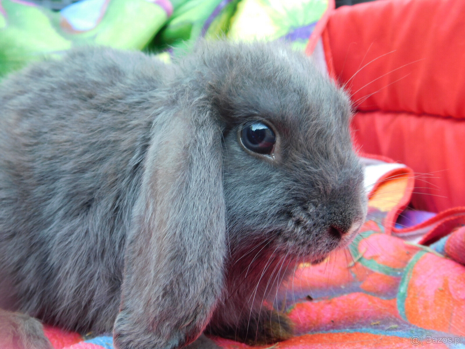 Niebieskie baranki mini lop - 10