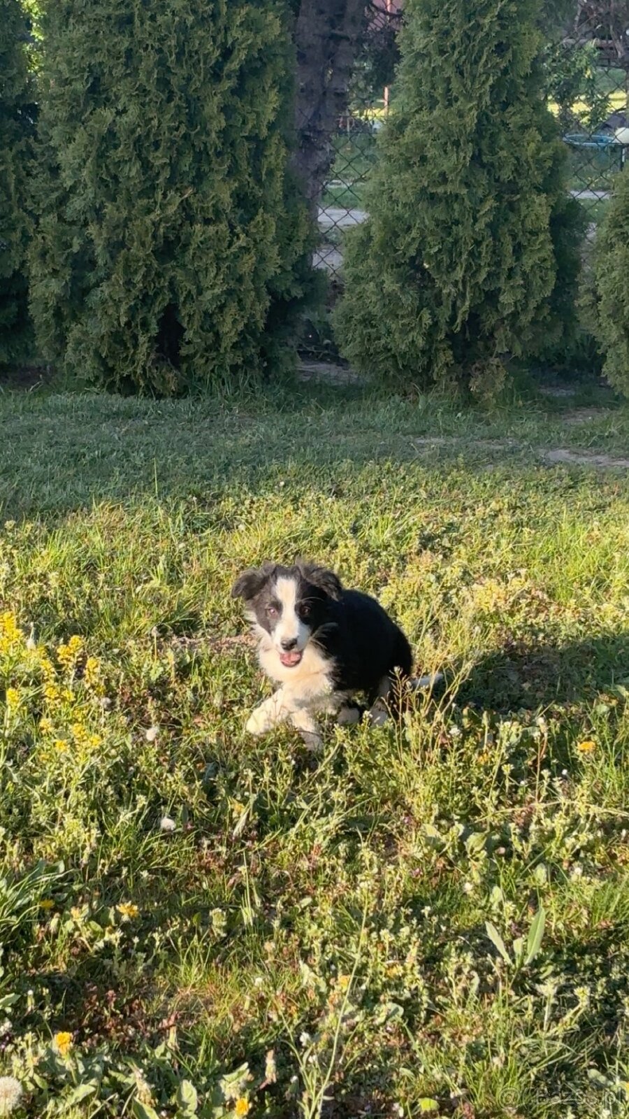 Piesek Border Collie - 10
