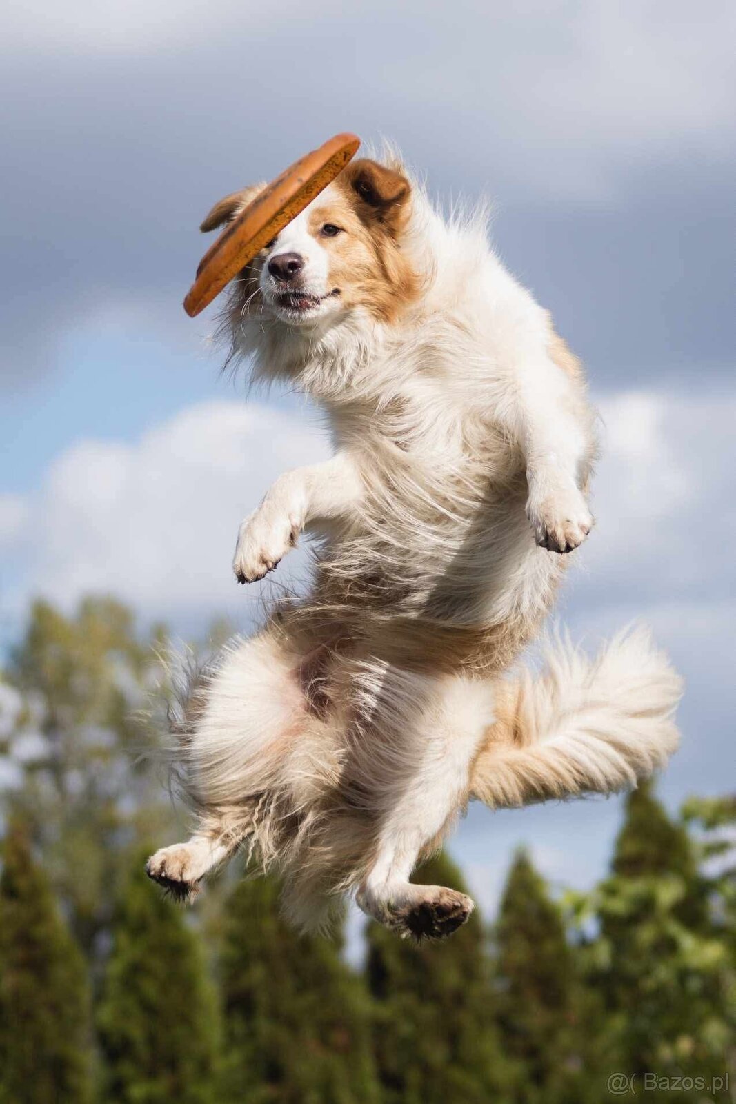 Border Collie szczenię piesek merle ZKwP FCI z metryki gotow - 10