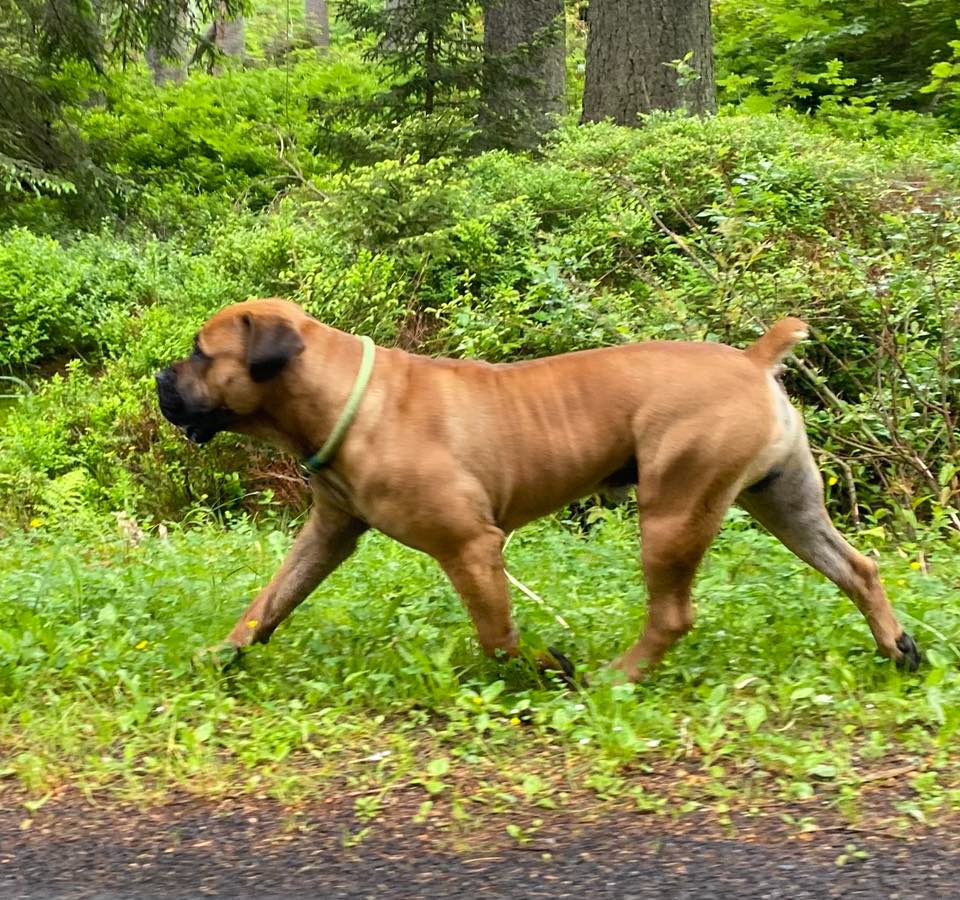 Boerboel FCI rodowod - 10