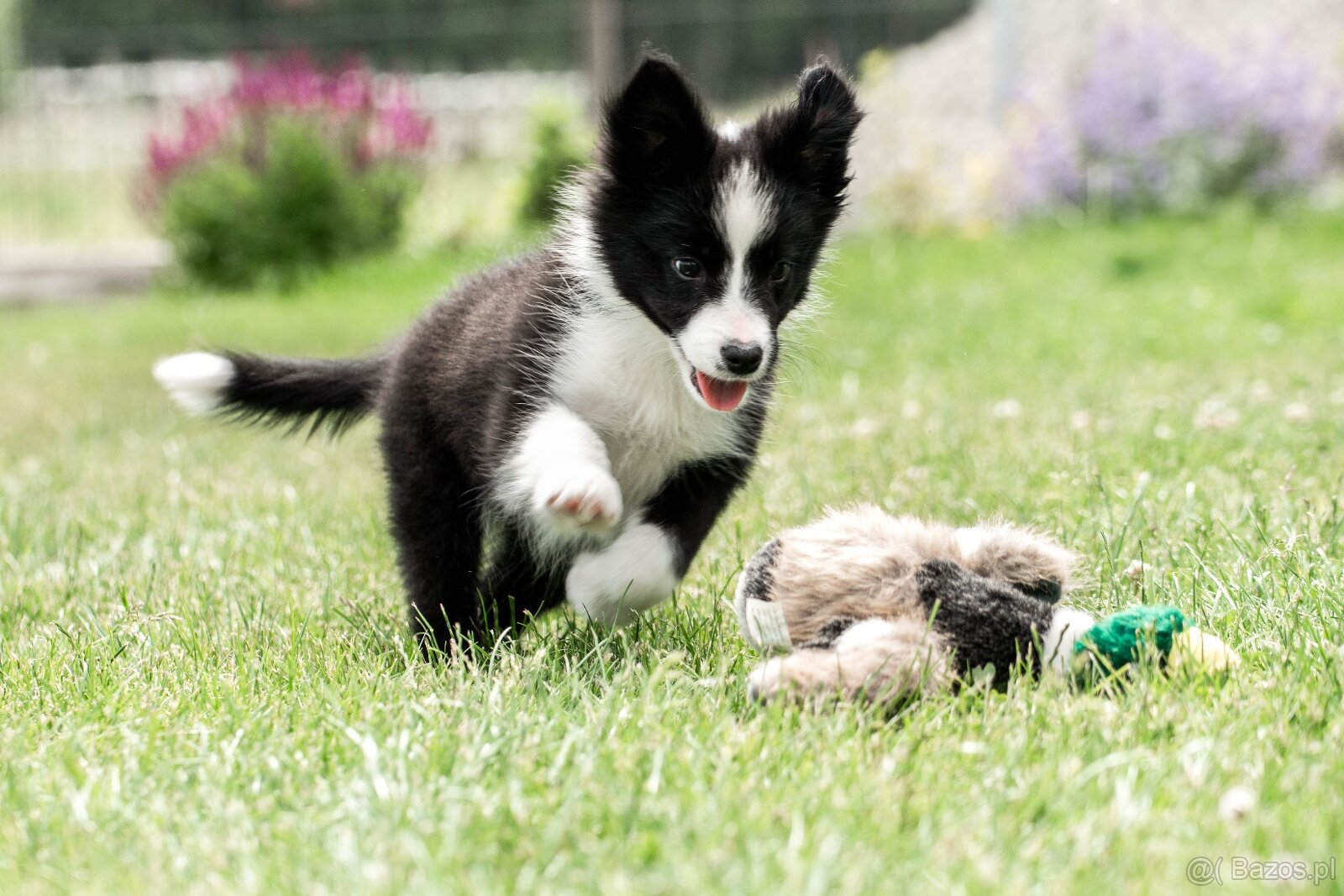 Border collie suczka czarno-biała ZKwP FCI z metryki szczeni - 10