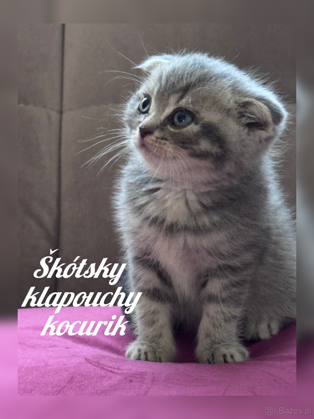 Kocięta szkockie (Scottish) - 10