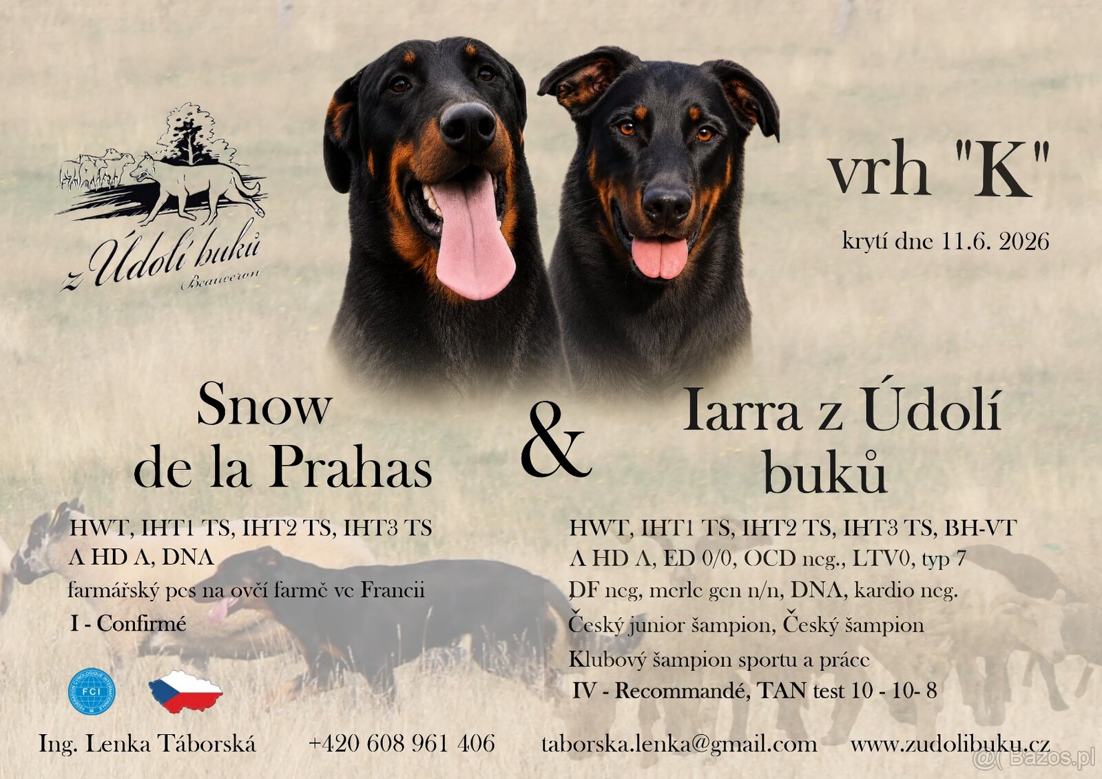 Beauceron z rodowodem FCI - 10