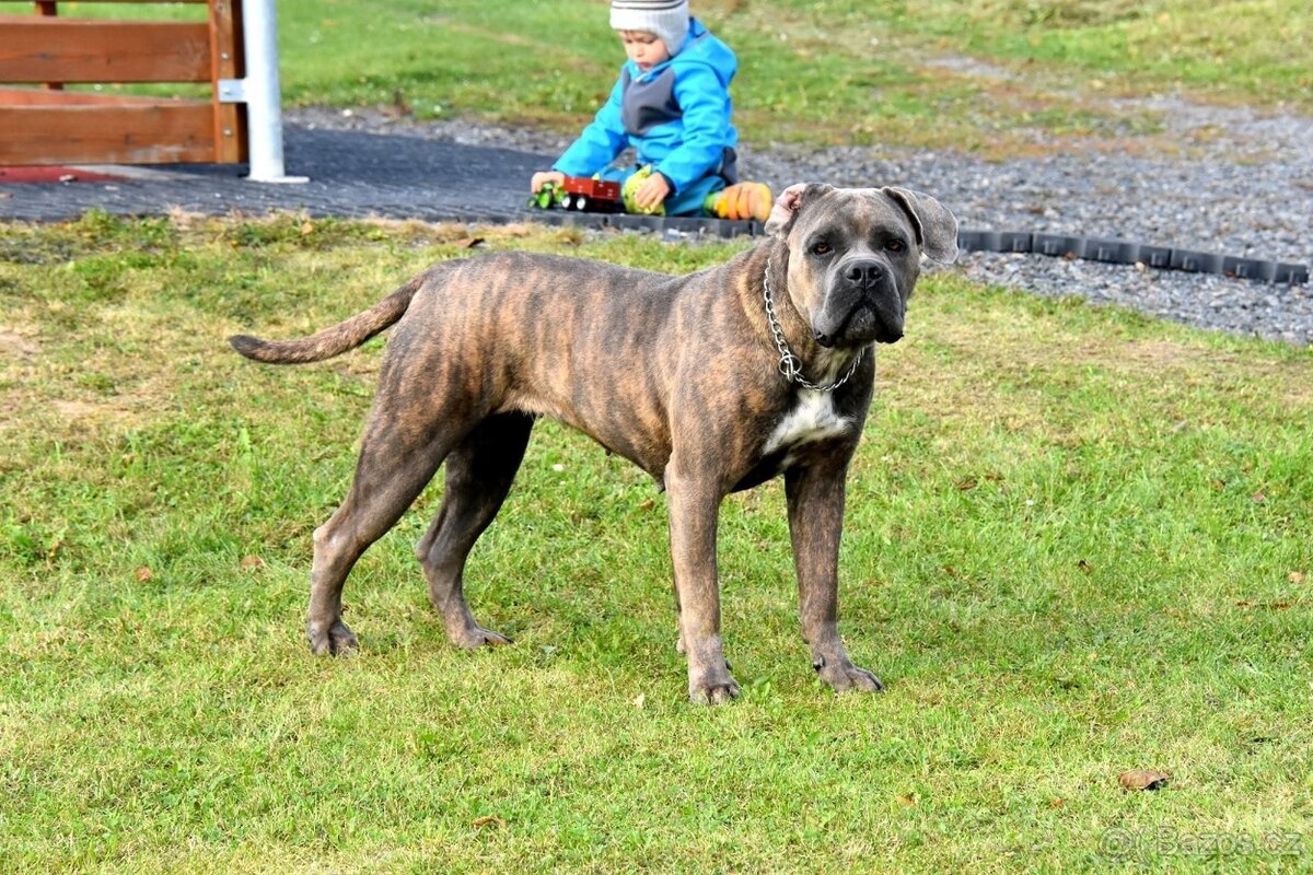 Cane Corso z rodowodem FCI - 10