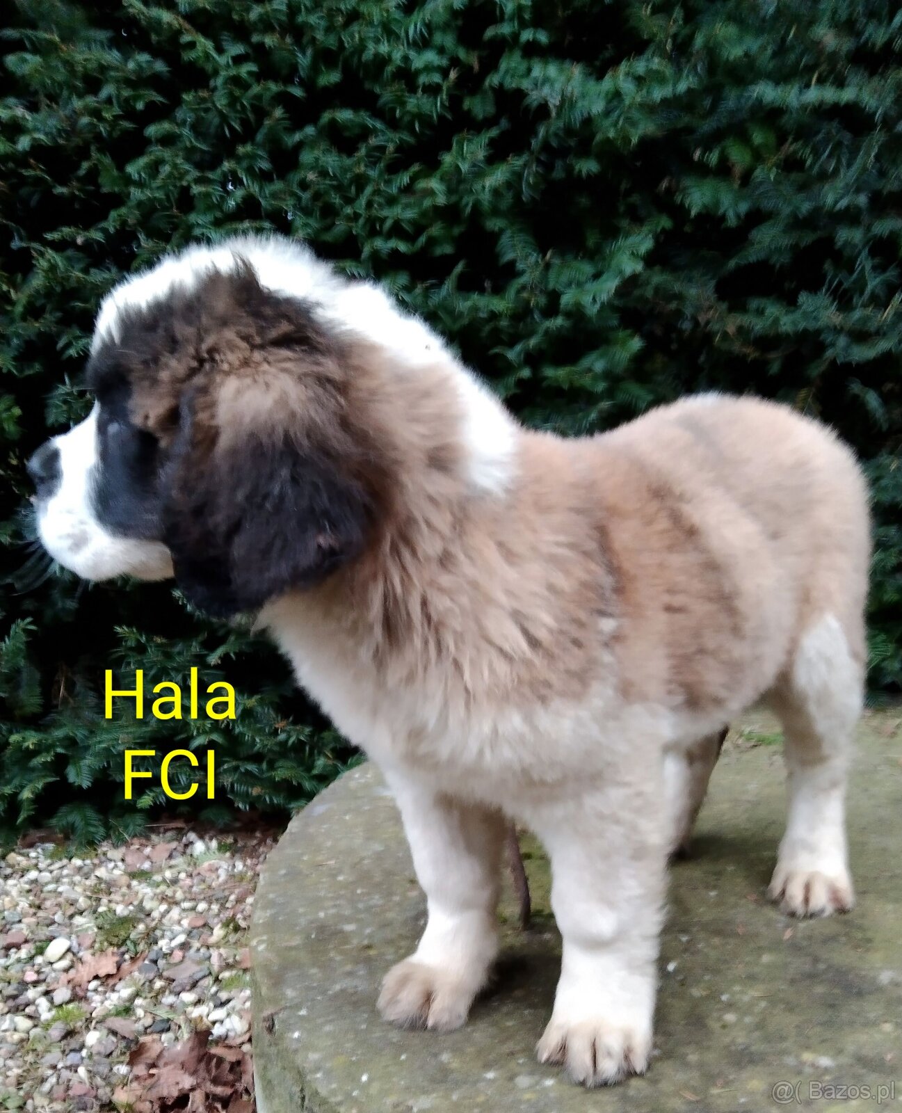 Bernardyn FCI szczeniak dziewczynka - 10