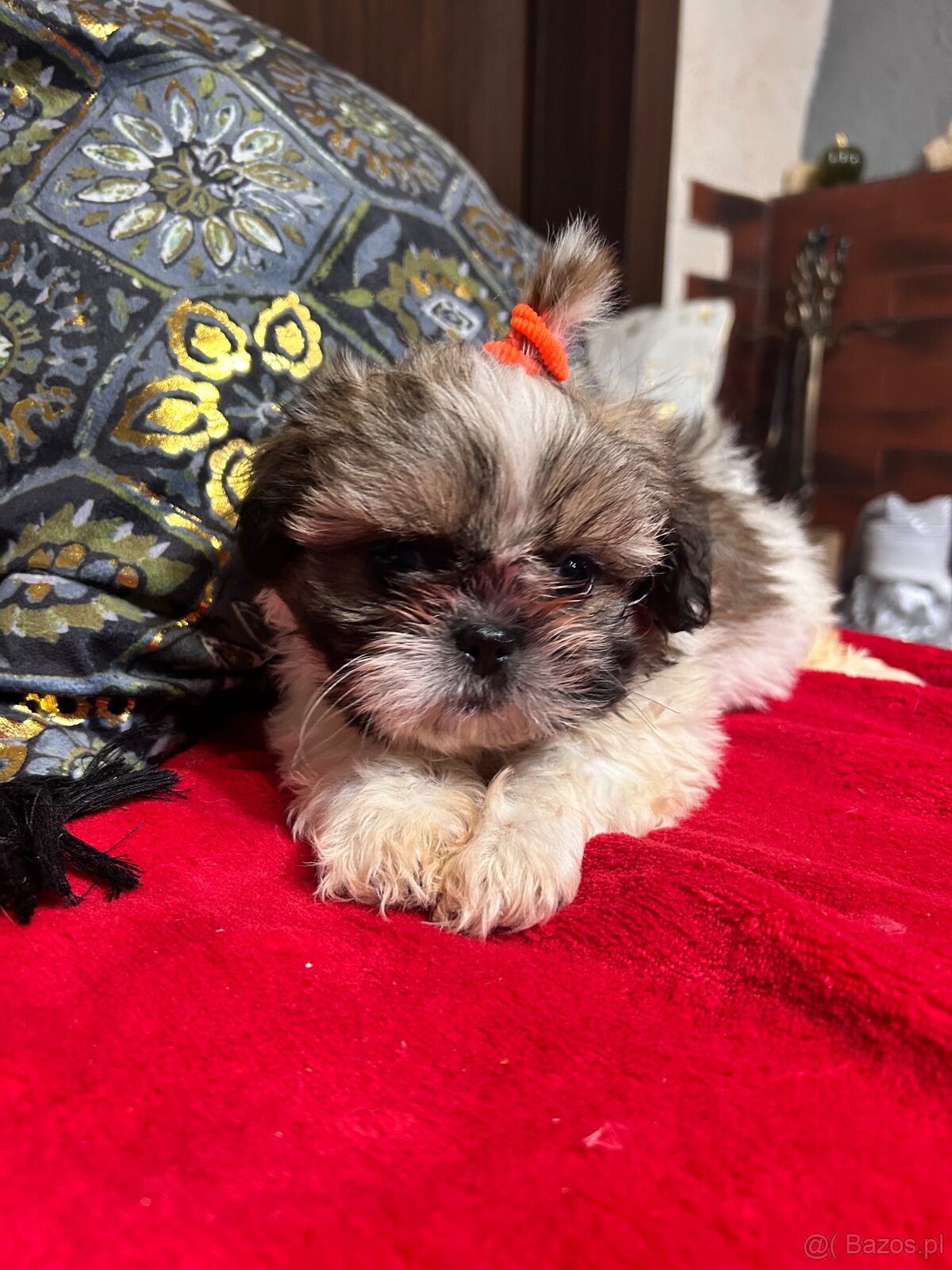 Szczeniaczki Shih Tzu - 10