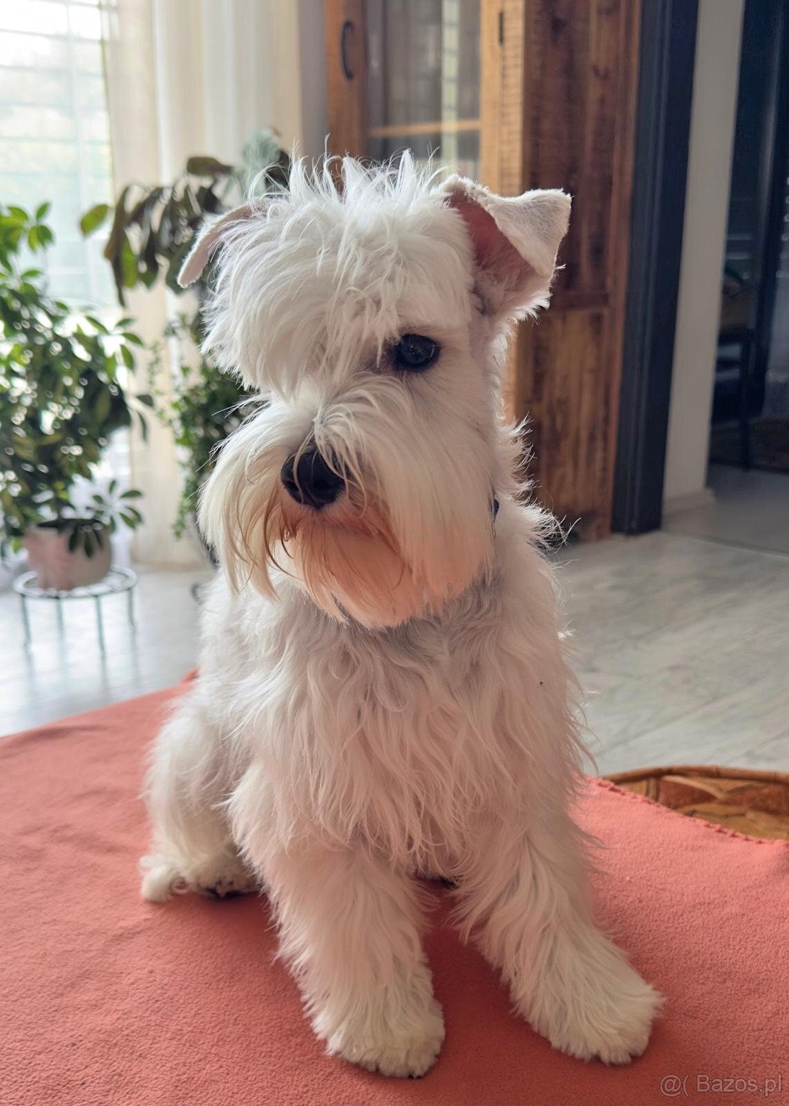 Schnauzer miniatúrne white - 10