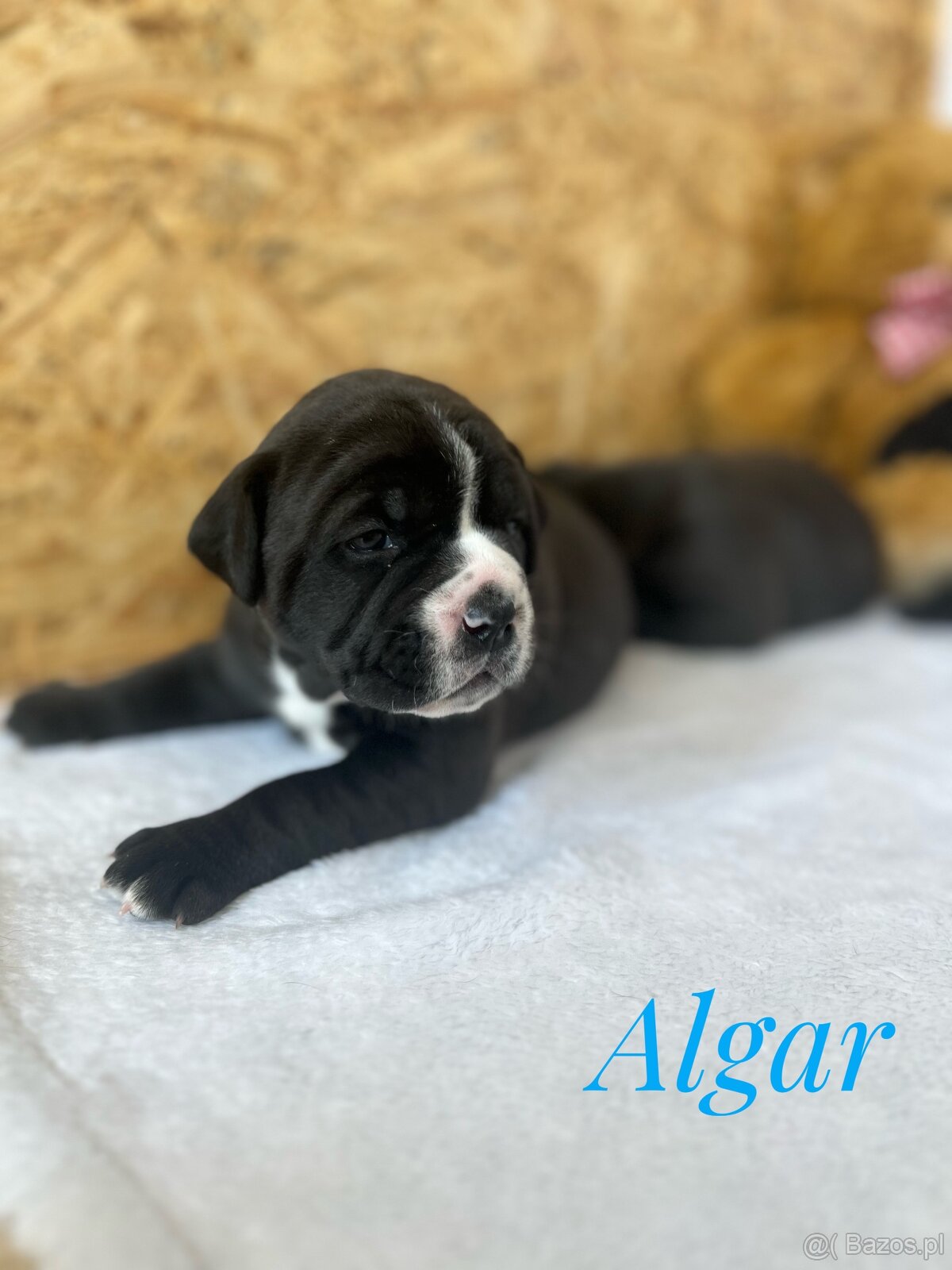 Buldog Staroangielsky - Old English Bulldog - 10