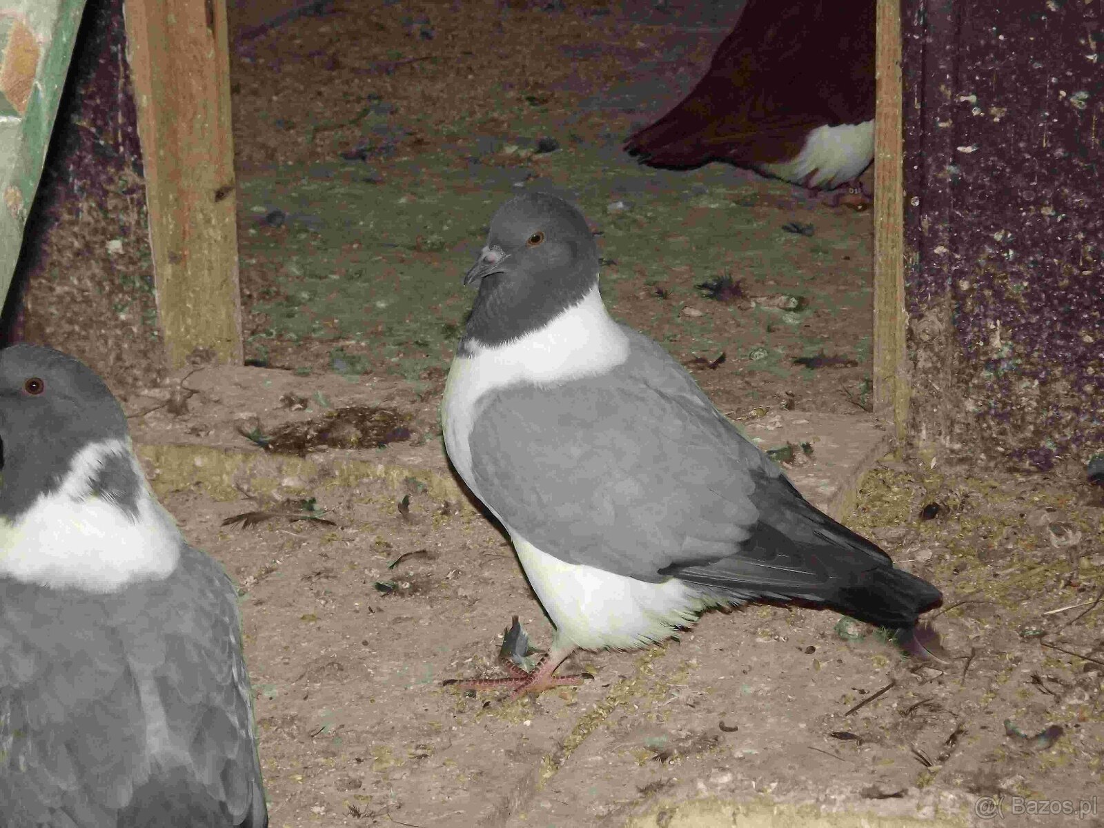 sprzedam gołębie - 10