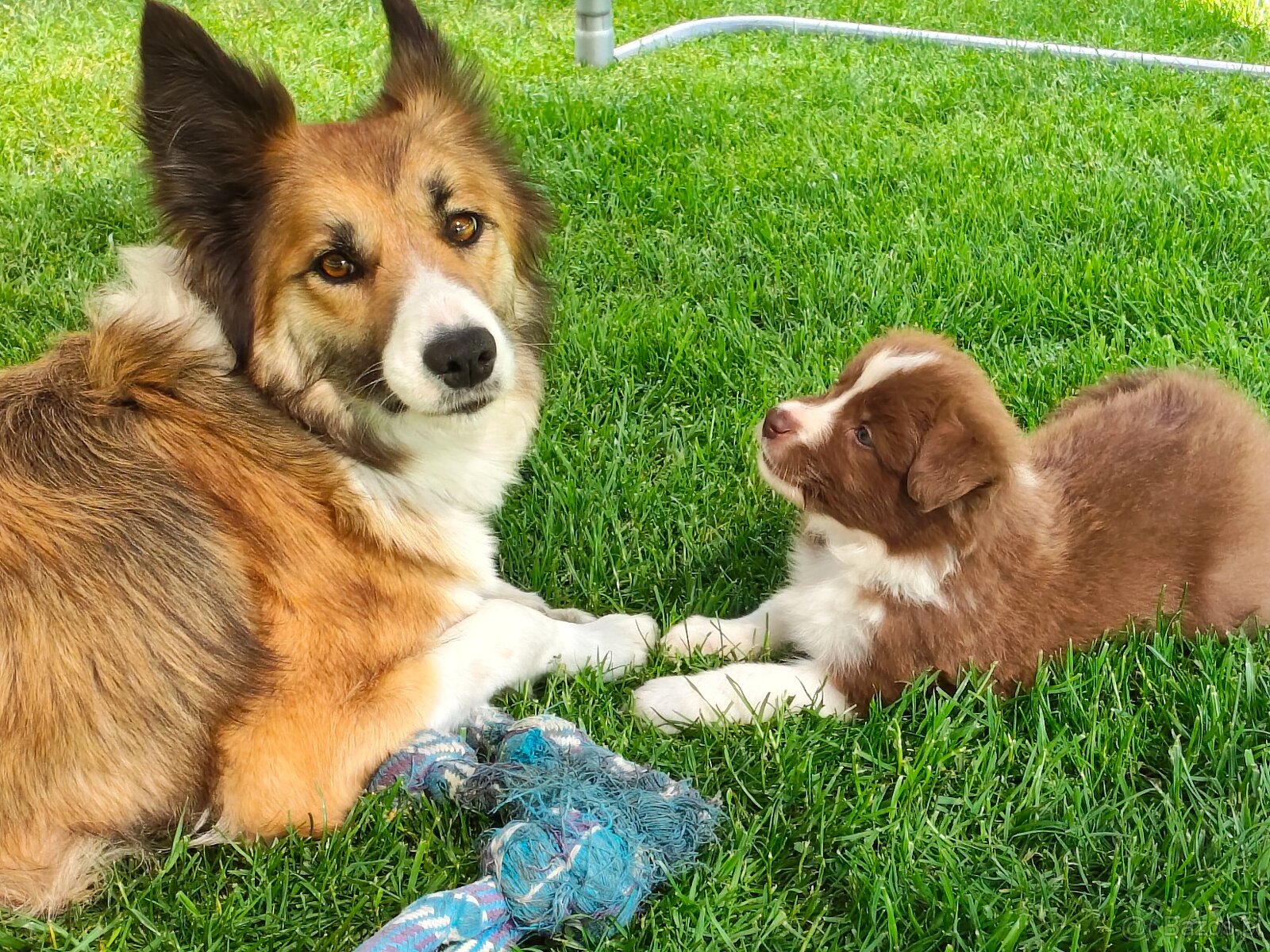 Szczenięta Border Collie ZKwP FCI - 10
