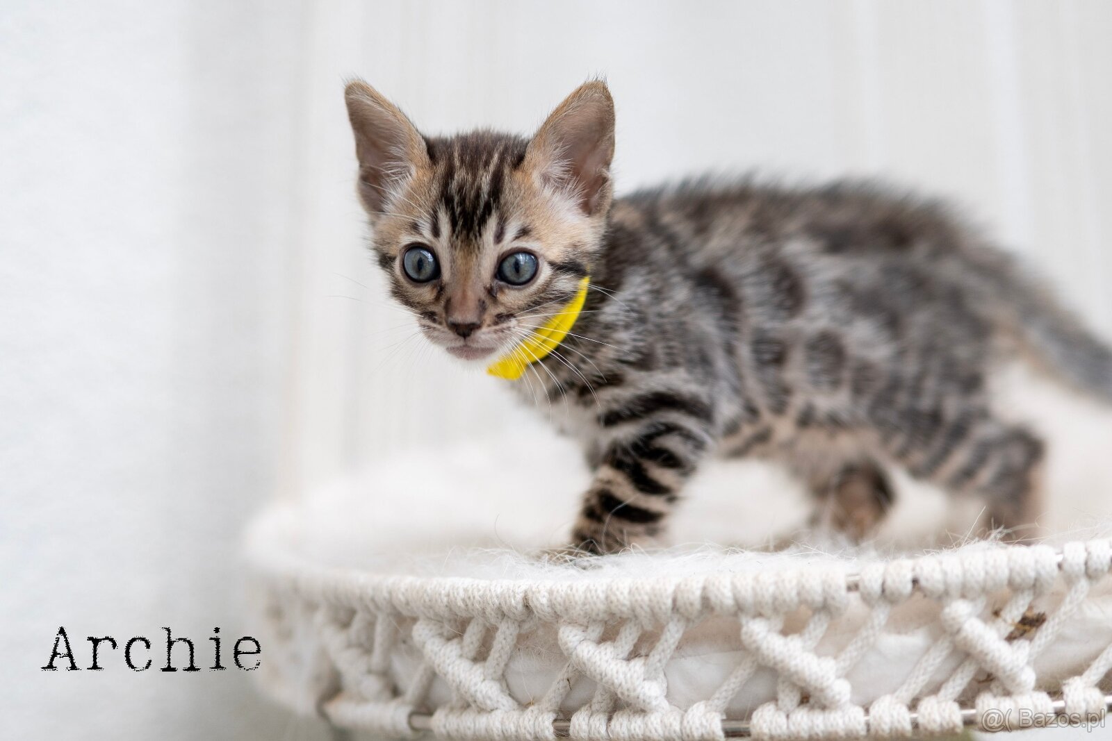 OUR BENGAL KITTENS WITH PEDIGREE CERTIFICATES - 10