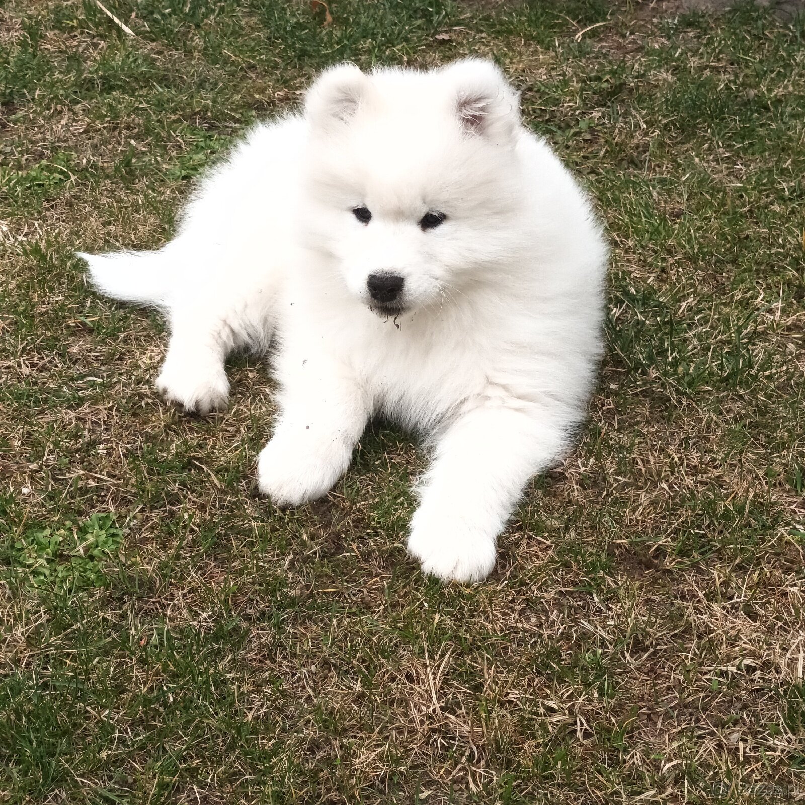SAMOJED szczenięta - 10