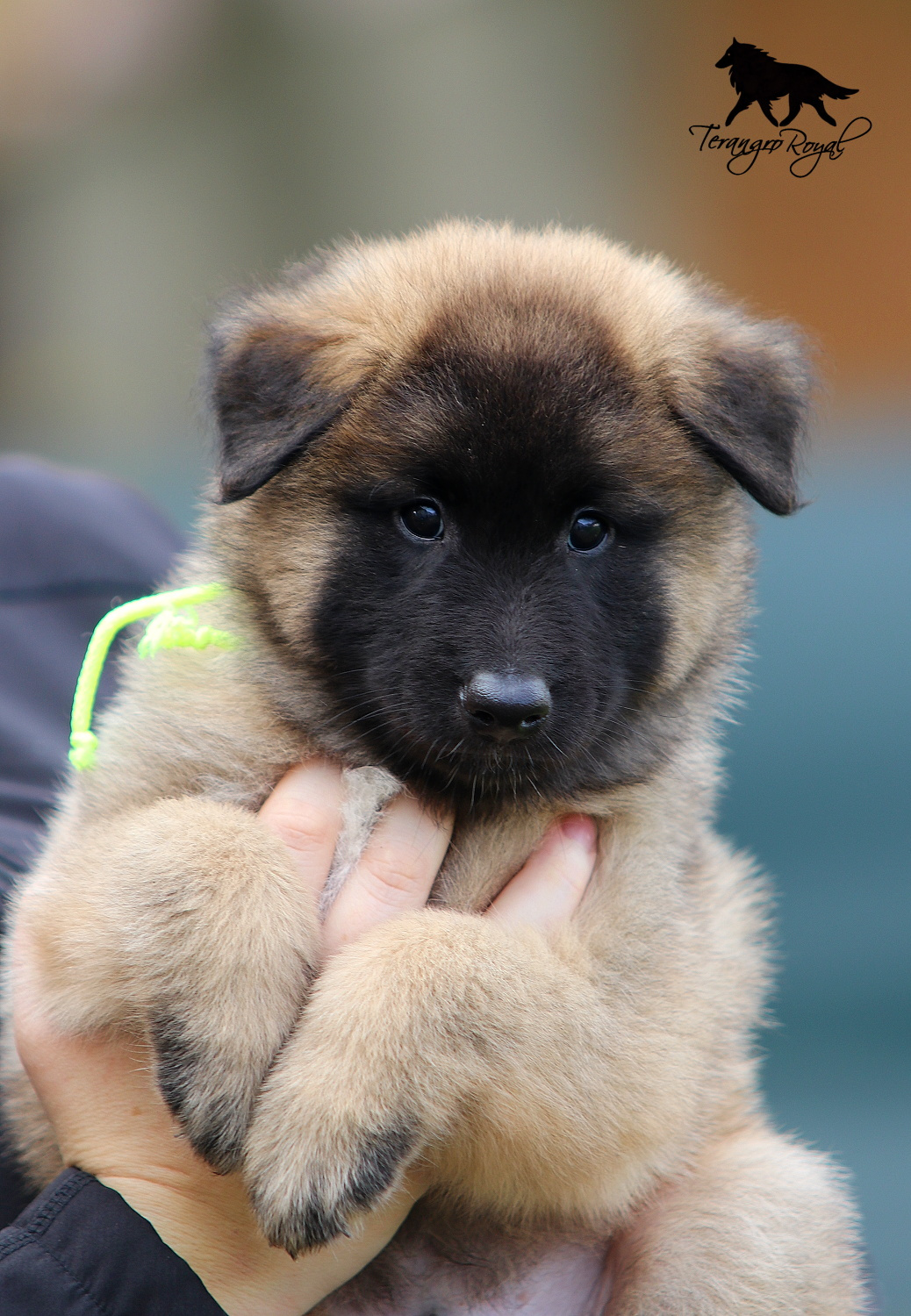 Owczarek belgijski Tervueren - szczenięta z rodowodem - 10