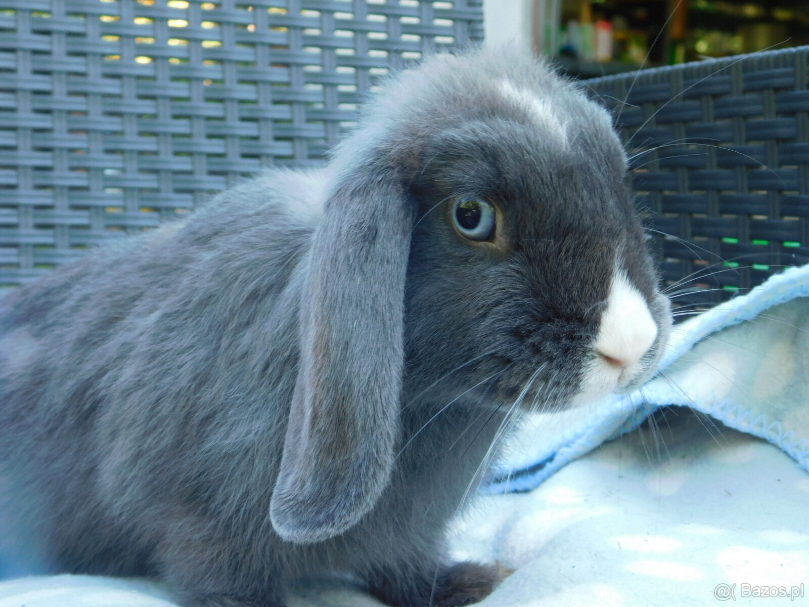 Niebiesko- białe baranki mini lop - 10
