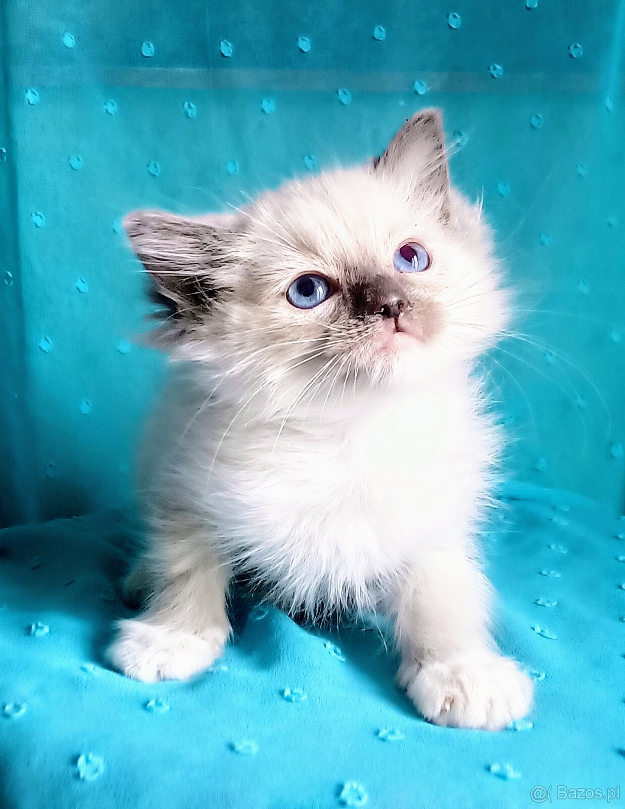 Piękny kocurek Ragdoll z rodowodem i wyprawką - 10