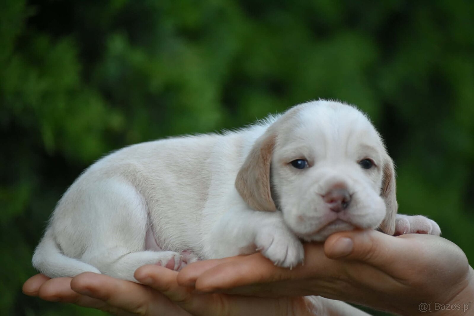 Beagle s PP (FCI) - 10
