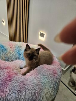 Kocięta Ragdoll - 10