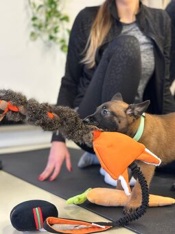 Owczarek belgijski z rodowodem FCI - 10