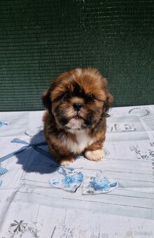 Szczenięta Shih-tzu - 10