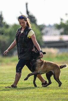Owczarek Belgijski Malinois FCI/ZKWP - 10