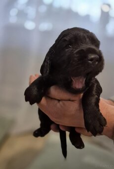 PŁochacz Niemiecki WACHTELHUND - 10