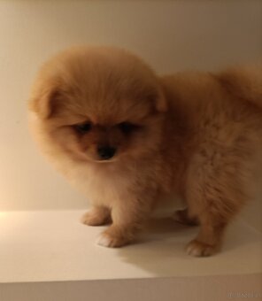 SZPIC MINIATUROWY POMERANIAN - SUCZKI - 10