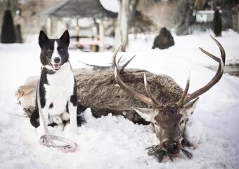 Szczenięta Karelski pies na niedźwiedzie z rodowodem FCI - 10