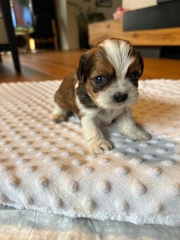 Shih tzu - 10