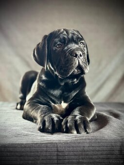 Cane Corso Ksin Fargo Fci - 10