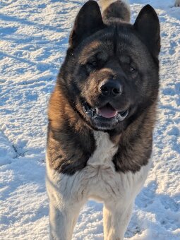 Akita Amerykańska FCI - 10