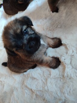 Śliczne suczki i pieski - 10