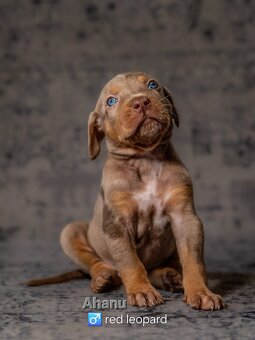 Louisiana Catahoula Leopard Dog - 10