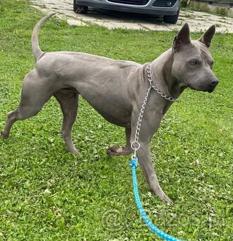 Thai Ridgeback Dog- Dog Thajski - 10