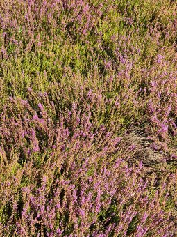 Działka Rolno-Rekreacyjna 3000m2 przy Puszczy Bolimowskiej - 10