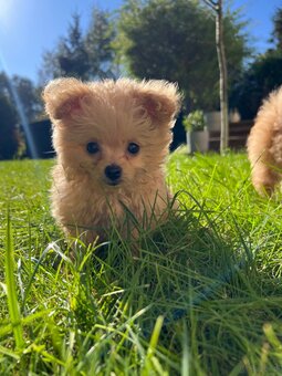 Piesek Pomapoo Maltipoo Miniaturka puchaty miś pies z rodowo - 10