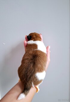 Choco Jack Russell Terrier ZKwP FCI - 10