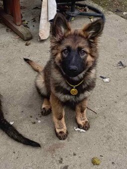 Suczka owczarek niemiecki długowłosy - 10