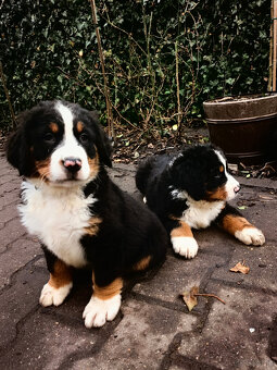 Szczenieta Berneński Pies Pasterski - 10