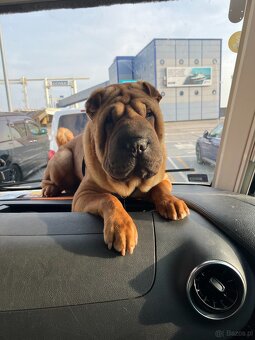 Hodowla rasy shar pei Red Folds przed. szczeniąt ur.22.06.20 - 10