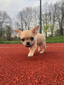 Chihuahua szczeniak - 10
